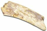 Hadrosaur (Edmontosaurus) Rib Section - Wyoming #381184-1